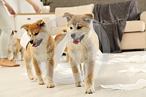 Cute akita inu puppies playing with toilet paper