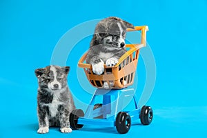 Cute Akita inu puppies and toy shopping cart on blue background. Lovely dogs