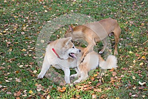 Cute akita inu puppy and american pit bull terrier puppy are playing in the autumn park. Pet animals