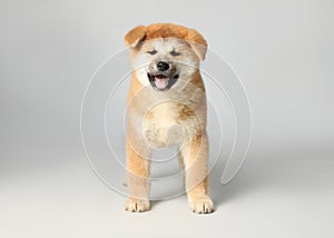 Cute Akita Inu puppy on background. Baby animal