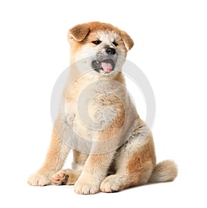 Cute Akita Inu puppy on background. Baby animal