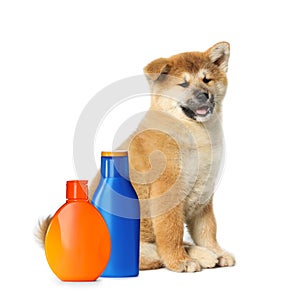 Cute Akita Inu puppy and bottles of dog shampoo on white background