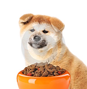 Cute Akita Inu puppy and feeding bowl with dog food on background