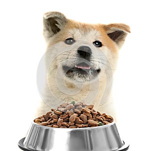 Cute Akita Inu puppy and feeding bowl with dog food on background