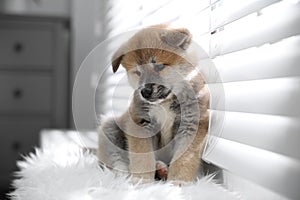 Cute Akita Inu puppy on fuzzy rug near window indoors