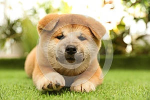 Cute Akita Inu puppy on green grass. Baby animal