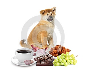 Cute Akita Inu puppy and group of different products toxic for dog on white background