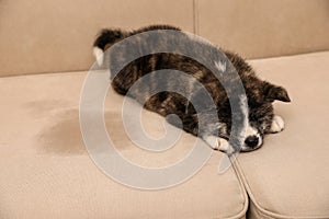 Cute Akita inu puppy near wet spot on sofa