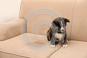 Cute Akita inu puppy near wet spot on sofa. Untrained dog