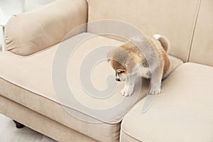 Cute Akita inu puppy near wet spot on sofa. Untrained dog