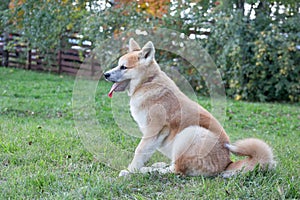 Cute akita inu puppy is sitting on a green grass in the autumn park with lolling tongue. Pet animals