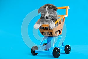 Cute Akita inu puppy in toy shopping cart on blue background. Lovely dog