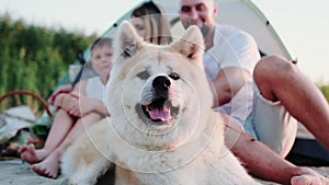 Cute Akita Inu sitting outdoors near family on the beach