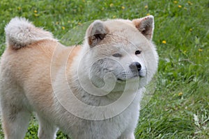 Cute akita inu is standing on a blooming meadow. Akita ken or japanese akita.