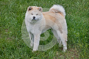 Cute akita inu is standing on a green meadow. Akita ken or japanese akita.