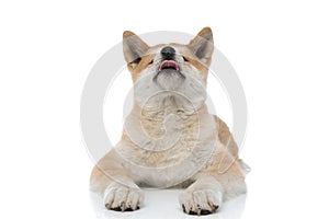 Cute Akita Inu sticking out its tongue and looking up