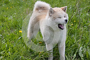 Cute akita inu yawning on a spring meadow. Akita ken or japanese akita.