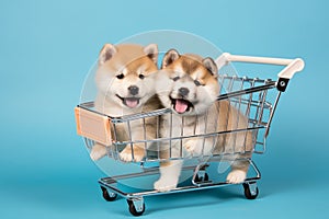 Cute Akita in puppies and toy shopping cart on light blue background. Lovely dogs