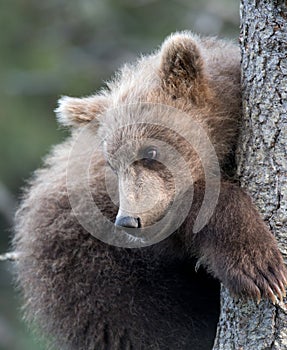 Cute Alaskan brown bear cub