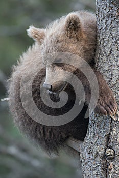 Cute Alaskan brown bear cub