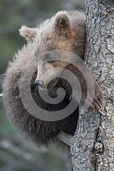 Cute Alaskan brown bear cub