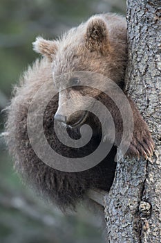 Cute Alaskan brown bear cub