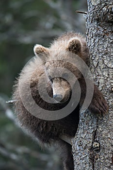 Cute Alaskan brown bear cub