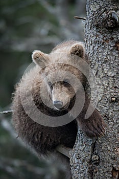 Cute Alaskan brown bear cub