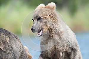 Cute Alaskan brown bear cub