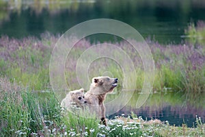 Cute Alaskan brown bear cub