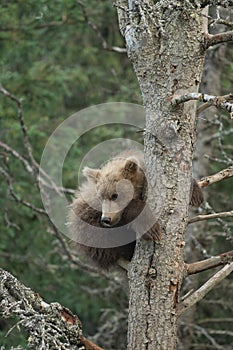 Cute Alaskan brown bear cub