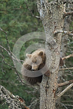 Cute Alaskan brown bear cub