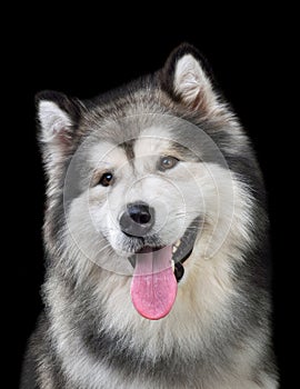 Cute Alaskan Malamute dog