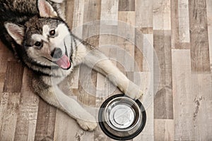 Cute Alaskan Malamute dog with bowl lying