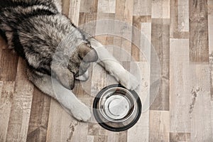 Cute Alaskan Malamute dog with bowl lying