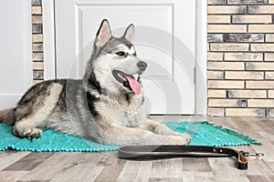 Cute Alaskan Malamute dog with leash lying on floor