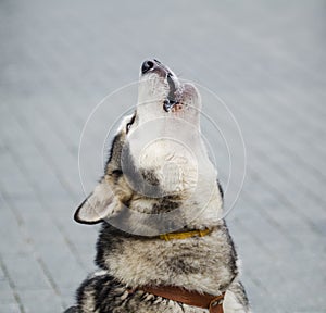 Cute alaskan malamute vowing with his head up