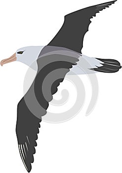 Cute albatross vector photo