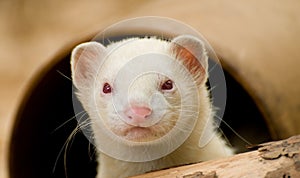 Cute Albino Ferret