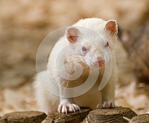 Cute Albino Ferret