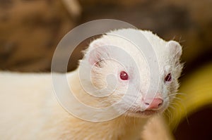 Cute Albino Ferret