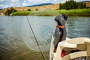 Cute alert black labrador riding in a boat