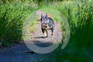 Cute alert little dog running after a stick outdoors in a garden