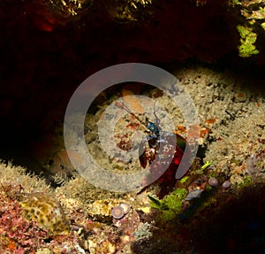 cute and alert peacock mantis shrimp looking curiously from a crevice among the coral reefs of watamu marine park, kenya