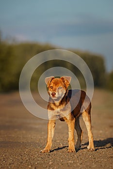 Cute and alert red puppy sitting in lush green grass