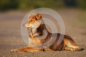 Cute and alert red puppy sitting in lush green grass