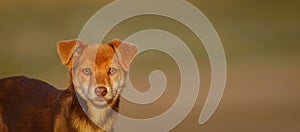 Cute and alert red puppy sitting in lush green grass