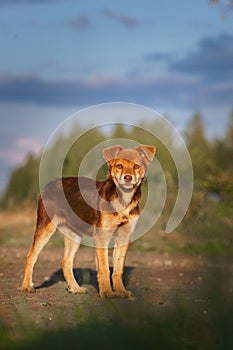 Cute and alert red puppy sitting in lush green grass