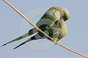 Cute Alexandrine parakeets touching with beaks perched on a line against the blue sky