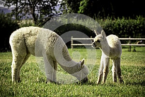 Cute alpaca babies eating grass